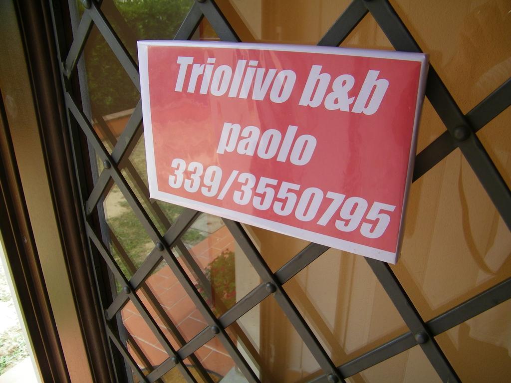Triolivo B&B Lucca Exteriör bild